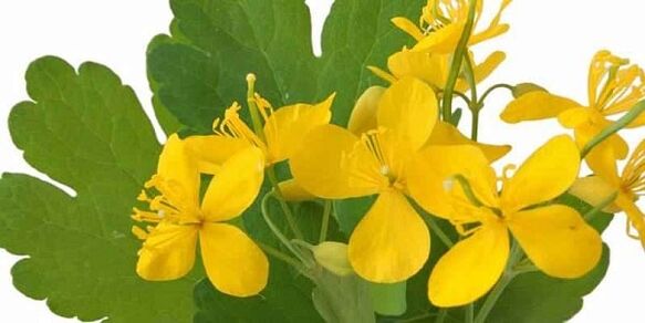 Celandina este o plantă medicinală care scapă de negi