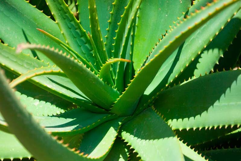 Aloe zdrobit este aplicat pe negi pentru a distruge excrescente