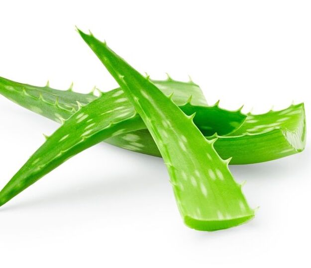 Aloe pentru tratamentul papiloamelor