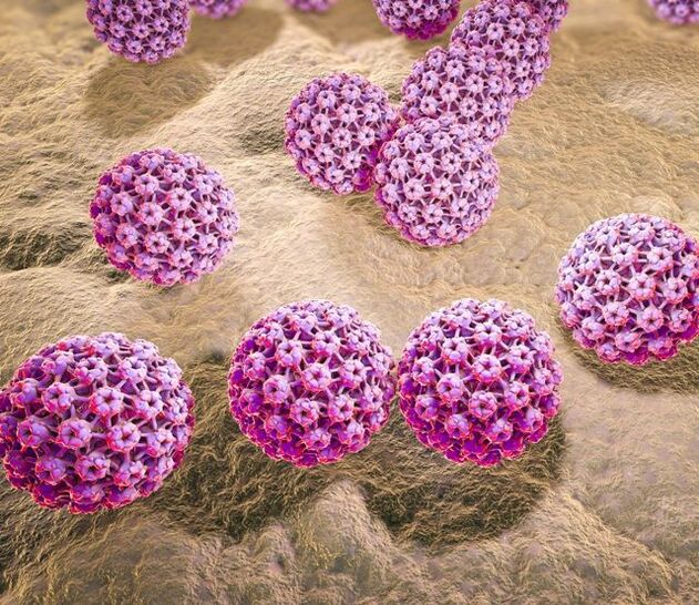 Model de papilomavirus uman